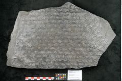 Foto (Objekt + Etikett) von Lepidodendron aculeatum St. (NHMW-GEO-2024-0188-11023)